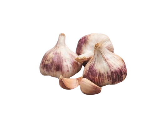 Sadbový česnek GERMIDOUR PURPLE