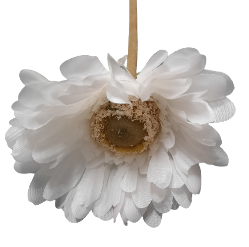 Gerbera bílá ps2297