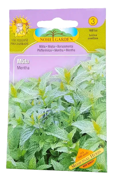 Máta