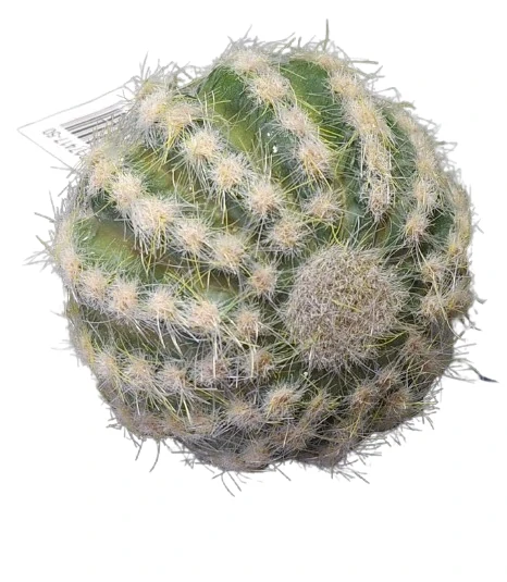 Kaktus