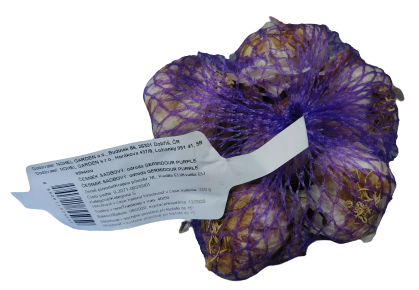 Sadbový česnek GERMIDOUR PURPLE