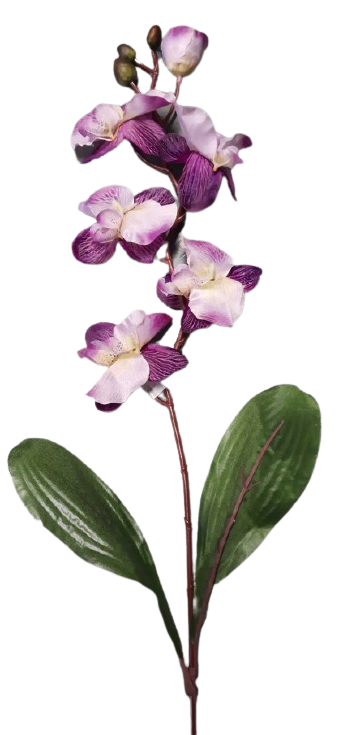 Orchidea na stonku ps1813