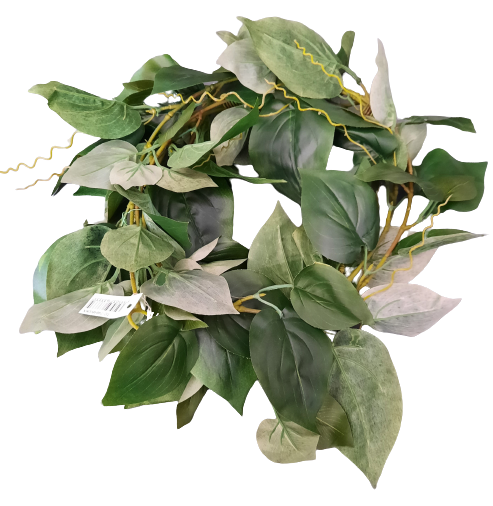 List philodendronu ph924