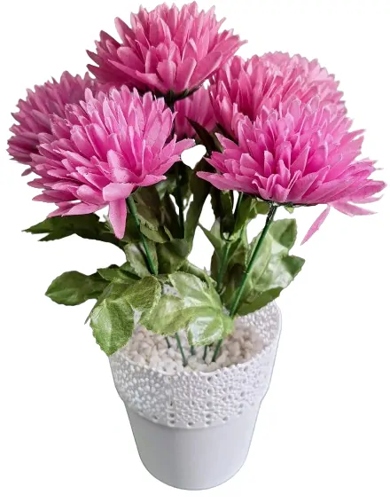 Chryzanténa v květináči ph2803