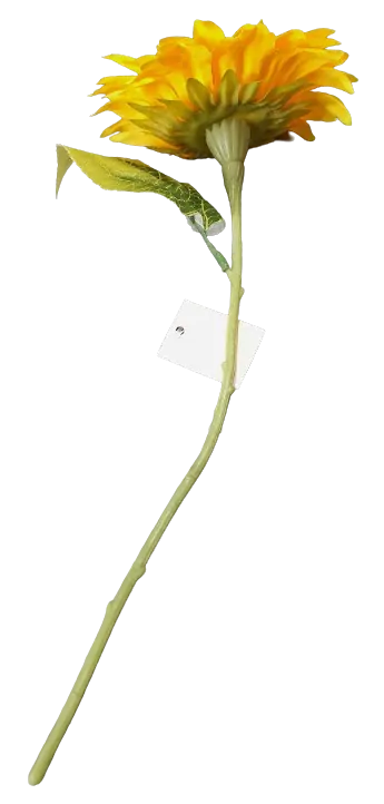 slunečnice 1 květ