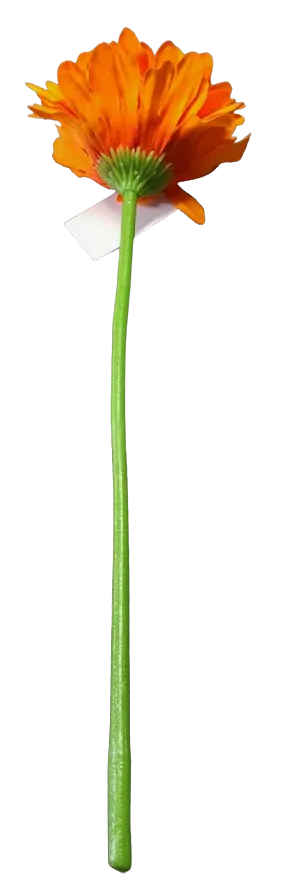 Gerbera oranžová