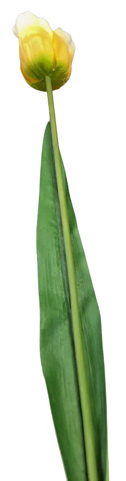 Tulipán