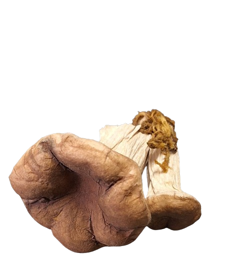 Houbičky na drátku hnědé