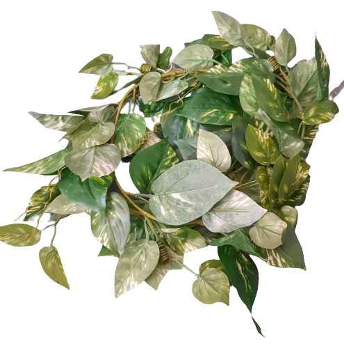 List philodendronu ph924