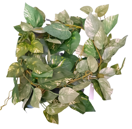 List philodendronu ph924