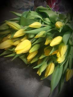 kytice tulipán