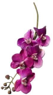 orchidea na stonku ps1846
