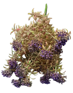 Umělá zeleň ps1977