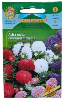 Astra nízká chryzantémokvětá