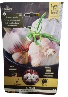 Sadbový česnek Arno – nepaličák (softneck) 3 ks
