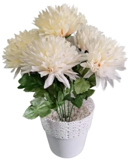 Chryzanténa v květináči ph2804