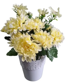 Chryzanténa v květináči ph2807