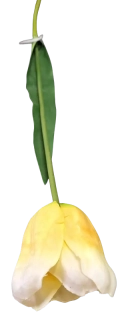 Tulipán