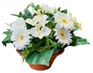 Gerbery v květináči