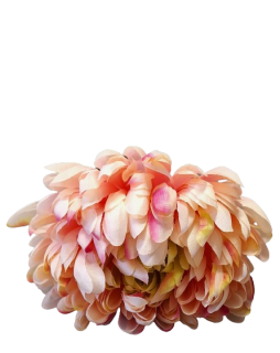 Chryzantéma růžová