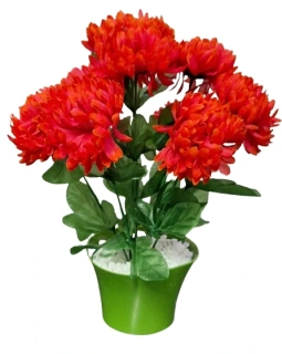 Chryzantéma v květináči ph3048