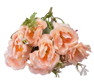 Pryskyřník puget broskvová