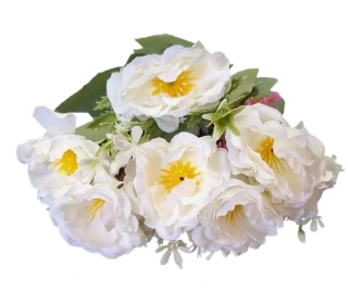 Pryskyřník puget bílá