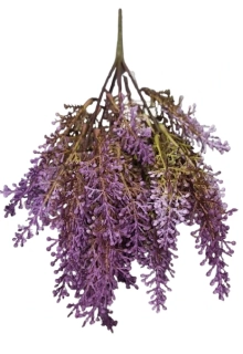 Vřes puget fialový