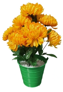 Chryzantéma v květináči ph3192