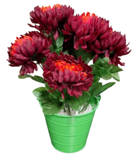 Chryzantéma v květináči ph3935