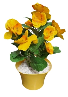 Maceška v květináči ph3938