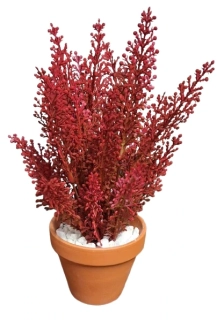 Vřes v květináči ph3939