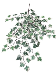 Větvička břečťan