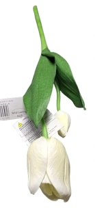 Tulipán bílý