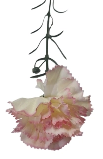 Karafiát bílý s růžovým okrajem