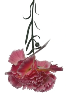 Karafiát růžovo bílý