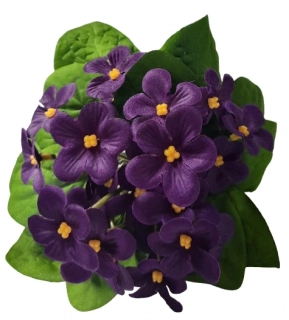 Fialka africká ph4885