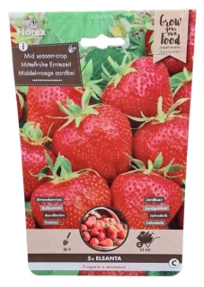 Jahodník Elsanta – středně raná odrůda (5 ks)