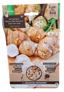 Topinambur hlíznatý (1 ks)