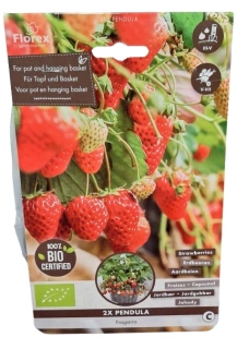 Jahodník převislý Pendula BIO – 2 sazenice